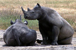 Nashorn